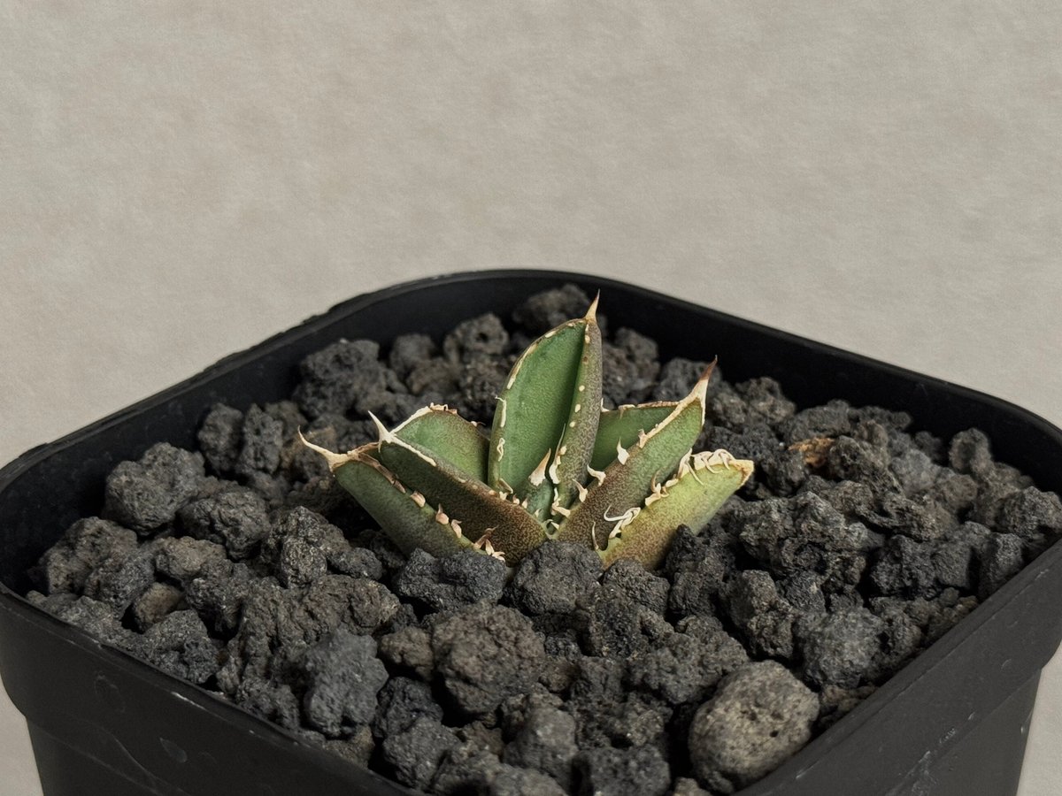 アガベ・チタノタ 大白鯊／Lize血統（芽）-007｜agave titanota 大白鯊