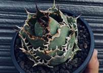 【有名趣味家血統】アガベ⭐︎チタノタ⭐︎流星⭐︎子株⭐︎台湾lize⭐︎タグ付き⭐︎ 有名趣味家血統】アガベ⭐︎チタノタ⭐︎流星⭐︎子株⭐︎台湾lize⭐︎タグ