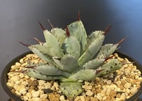 双頭】アガベ・チタノタ シーザー/CJ血統（凱撒）芽-006｜agave