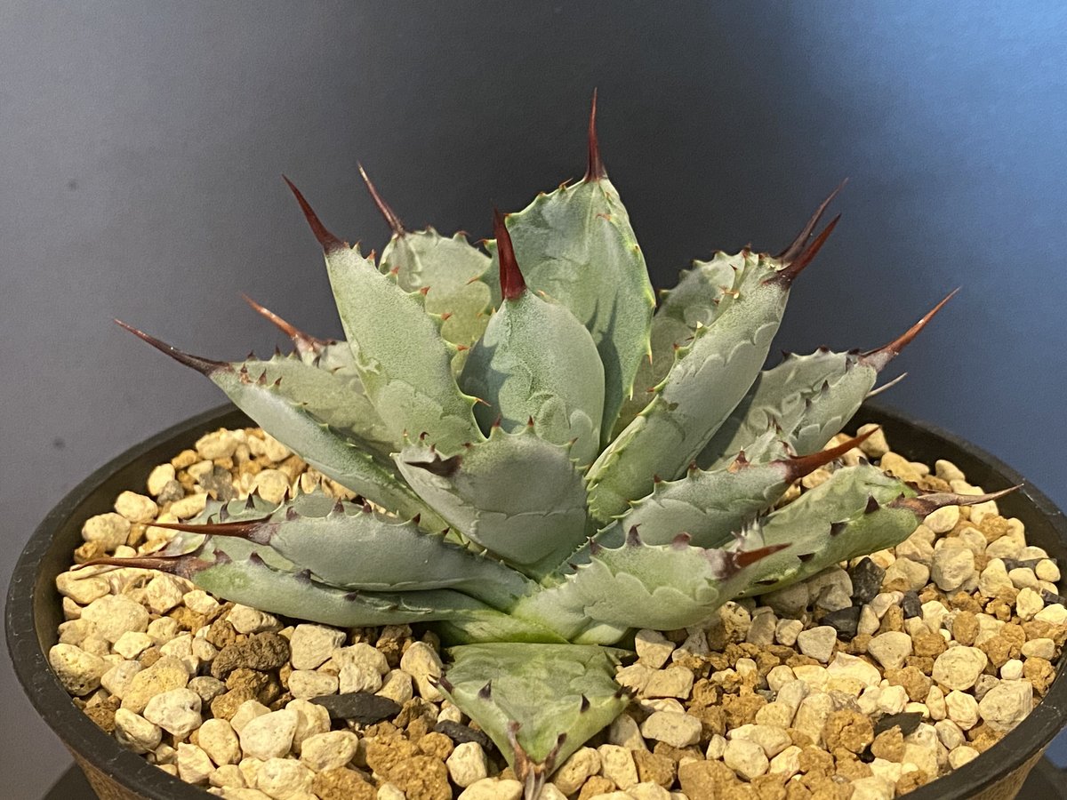アガベ・八荒雷神｜（中）-001｜agave Potatorum×Macroacantha |