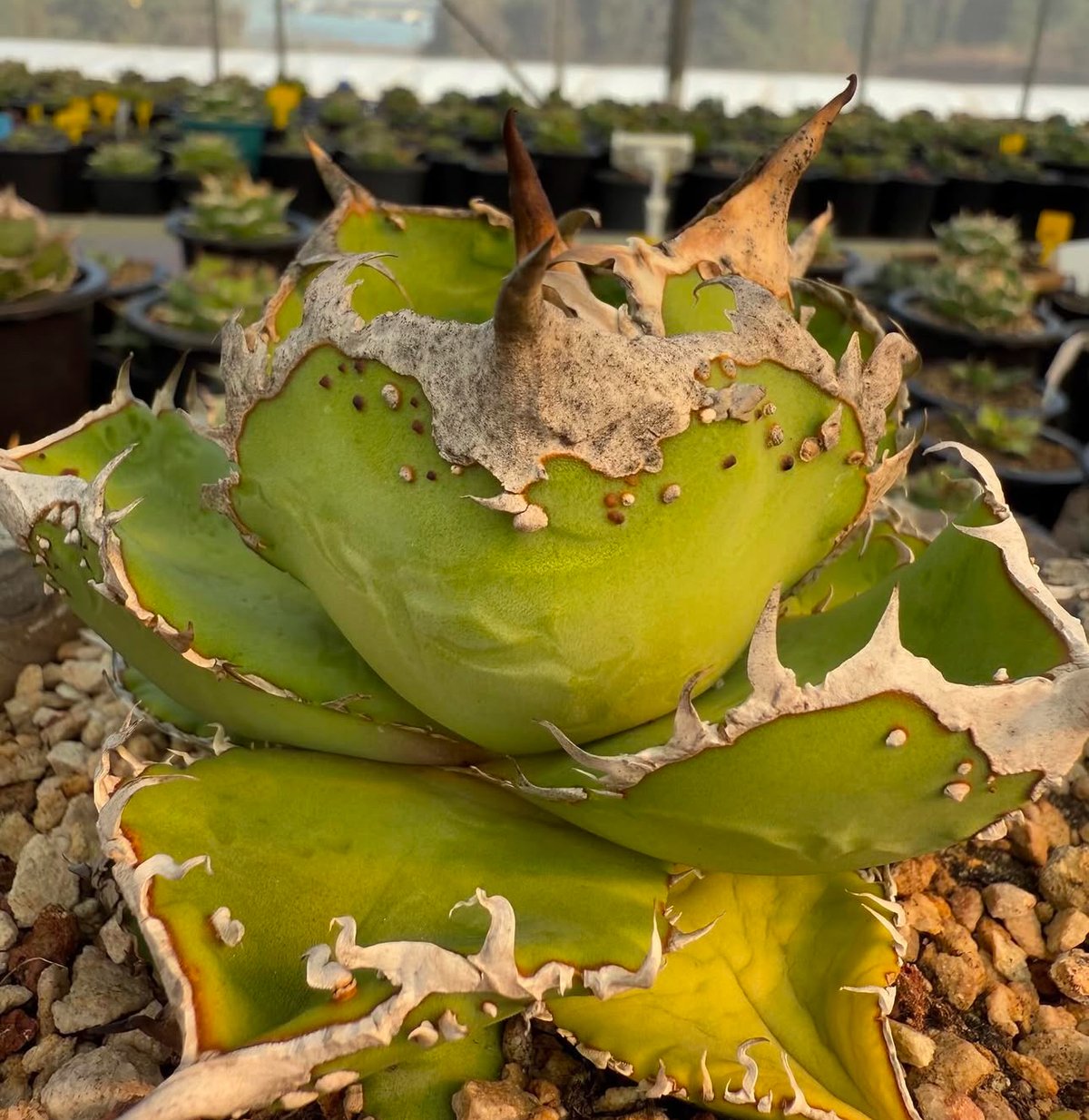 アガベ・チタノタ 星空（芽）-002｜agave titanota starry sky |