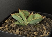アガベ・チタノタ 中国大白鯊(芽)-002|agave titanota アガベ・チタノタ 中国大白鯊(芽)-002|agave titanota
