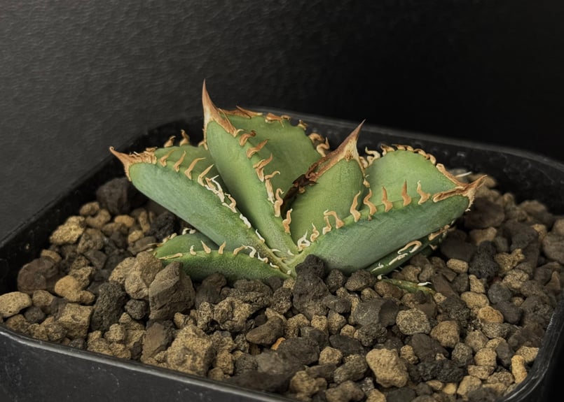 アガベ・チタノタ 皇冠(台湾Lize産)-006|agave titanota Crown | アガベ・チタノタ 皇冠(台湾Lize産)-006|agave titanota Crown |
