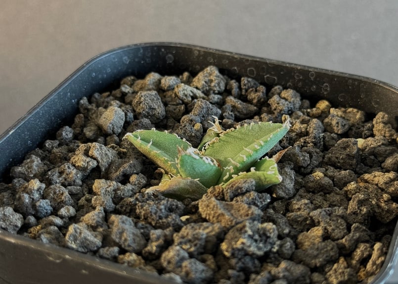 アガベ チタノタ リベレート Style of chika 天芽２頭 アガベ チタノタ リベレート Style of chika 天芽2頭