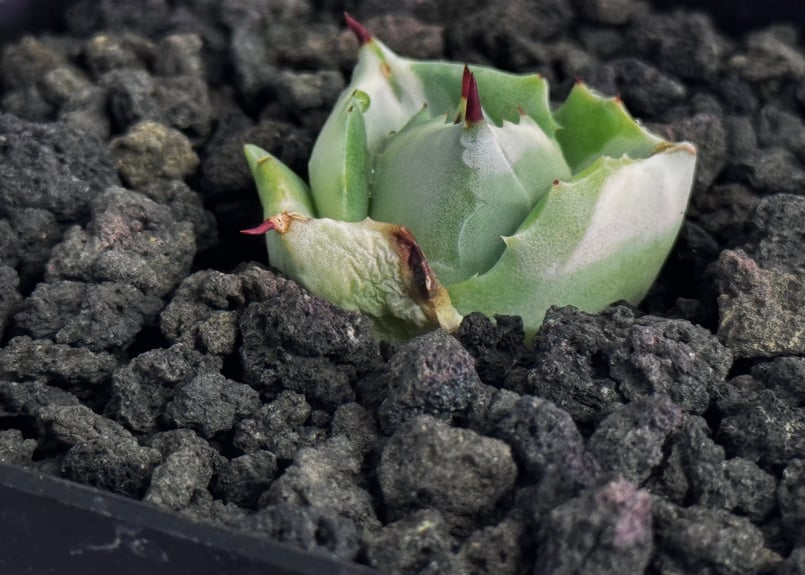 アガベ・王妃雷神錦｜（芽）-002｜agave potatorum 'Ouhi Raijin'