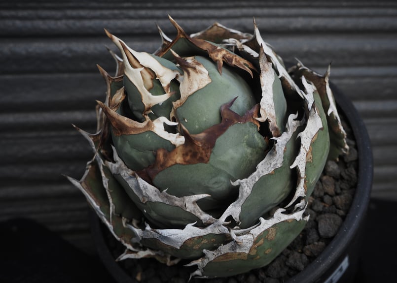 アガベ　チタノタ　ボールタイプ アガベ・チタノタ 烈焔（ボールタイプ）中-008｜agave titanota