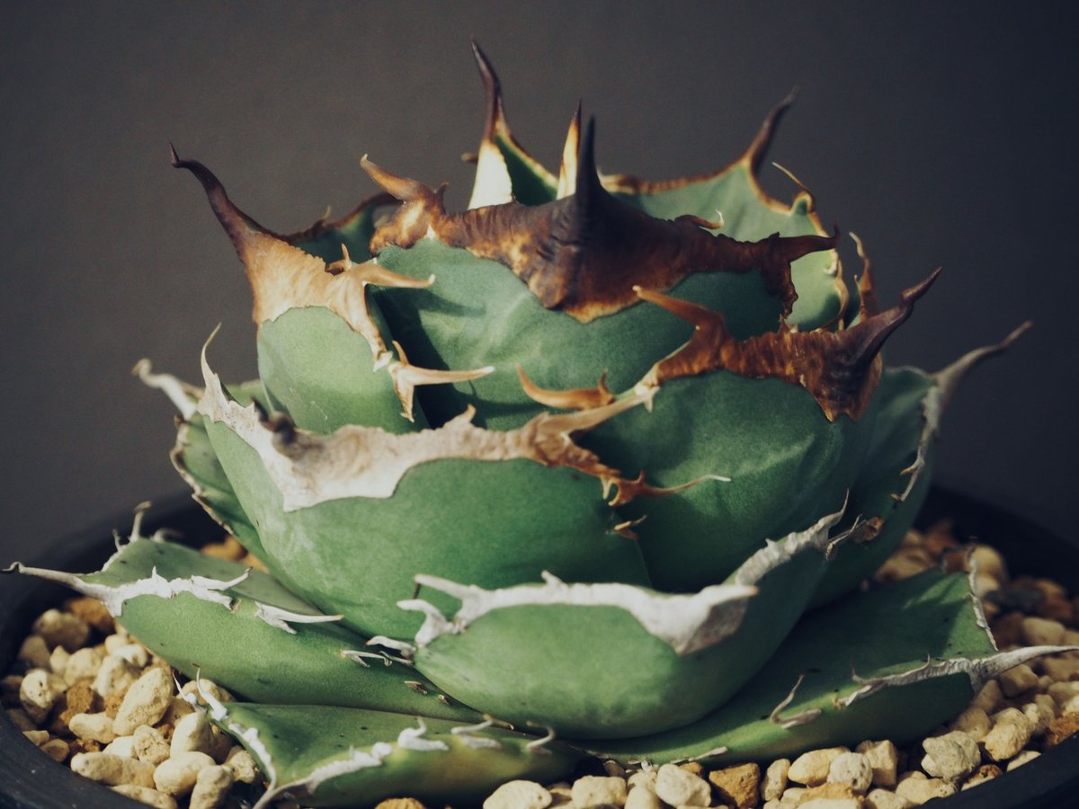 アガベ・チタノタ 黒豹(中)-020|agave titanota black panther アガベ・チタノタ 黒豹(中)-020|agave titanota black panther