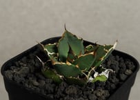 アガベ・チタノタ ビースト-002（芽）｜agave titanota beast | Plu