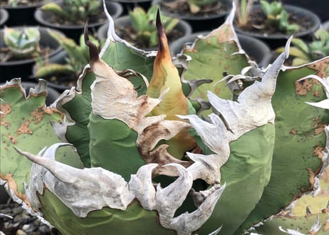 アガベ・チタノタ 狂雨/狂刺小雨新白鯨（小株）- 010｜agave titanota green solar