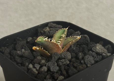 【7株以上】アガベ海王（ヴァンベールventvert購入） Plus_Plants STORE