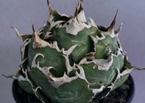 アガベ・チタノタ 鰐亀（芽）-005｜agave titanota alligator sna