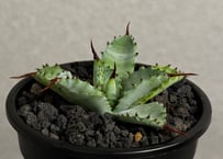 アガベ・チタノタ 大白鯊／Lize血統（芽）-007｜agave titanota 大白鯊