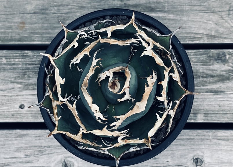 アガベ・チタノタ 烈焔(ボールタイプ)中-008|agave titanota アガベ・チタノタ 烈焔(ボールタイプ)中-008|agave titanota