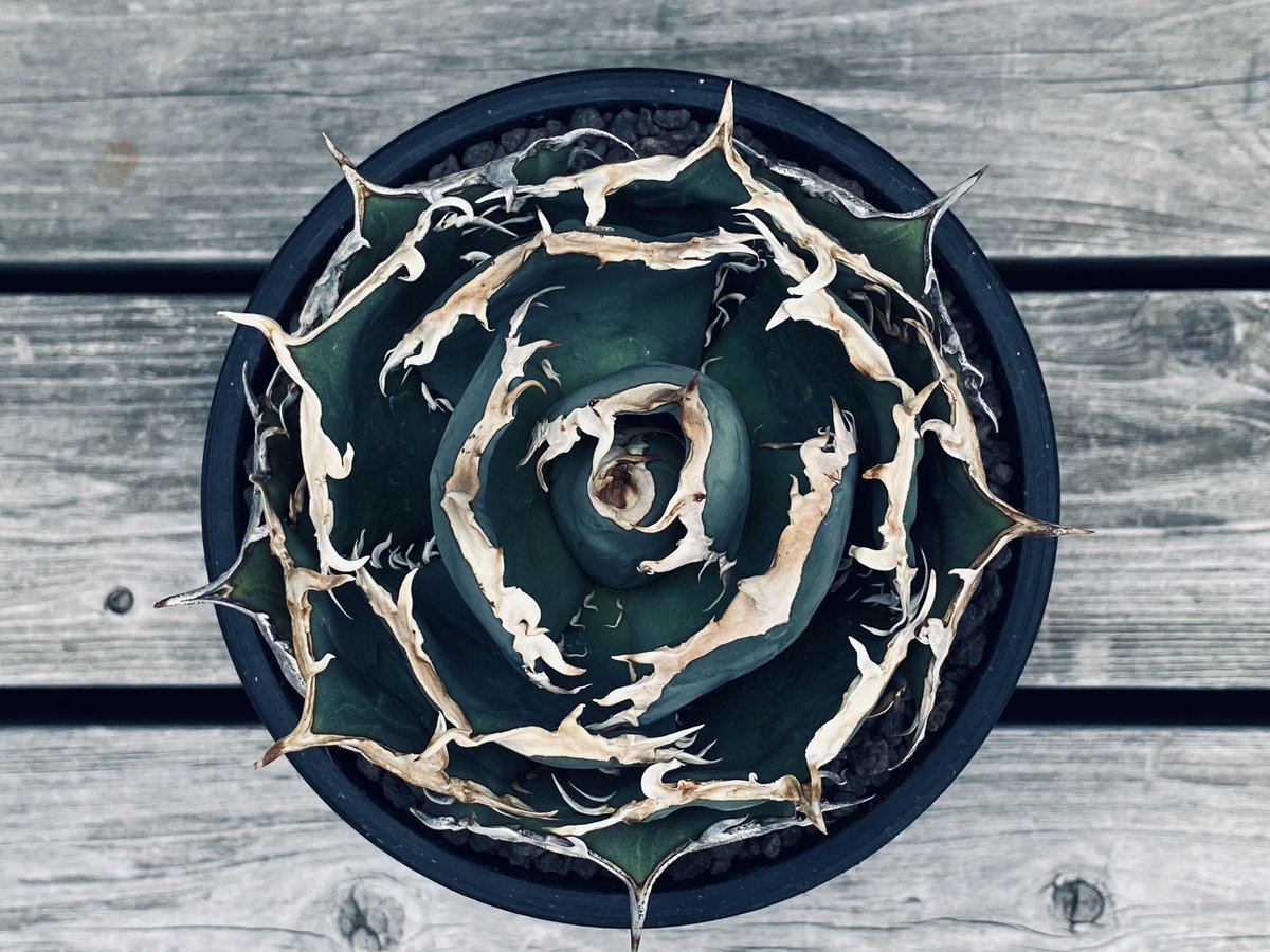 アガベ・チタノタ 烈焔（ボールタイプ）中-008｜agave titanota flame |