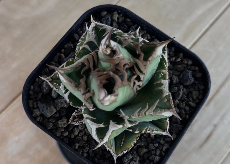 アガベ・チタノタ 皇冠-005|agave titanota Crown | Plus_Pla アガベ・チタノタ 皇冠-005|agave titanota Crown | Plus_Pla