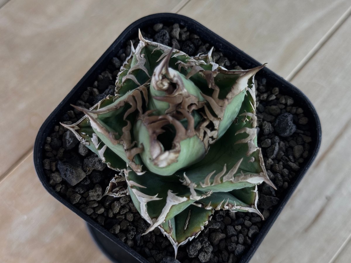 アガベ・チタノタ 皇冠-005|agave titanota Crown | Plus_Pla アガベ・チタノタ 皇冠-005|agave titanota Crown | Plus_Pla