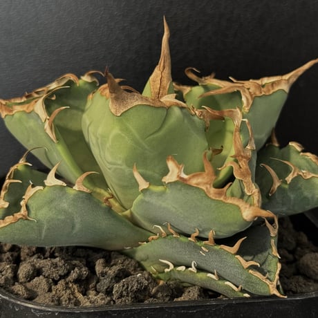 狂刺夕映 | STORES