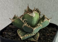 アガベ・チタノタ 麻花（芽）-016｜agave Twist Dragon/Ma Hua |