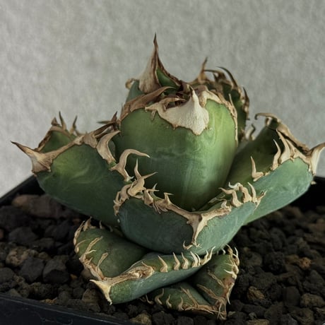 【強棘】特選　皇冠　crown アガベ 図鑑 – アガベ チタノタ 皇冠(クラウン) – 品種紹介 | アガベ
