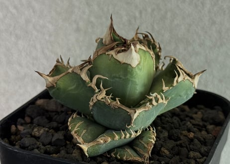 アガベ　皇冠　CROWN アガベ オテロイ crown 皇冠 | アガベ専門店 Heart plants.