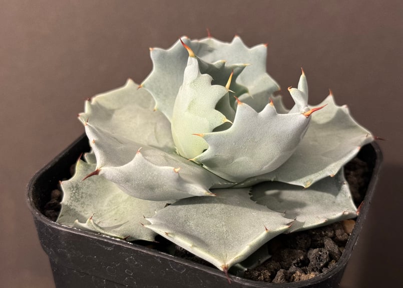 アガベ・白銀甲蟹｜（芽）-005｜ agave isthmensis | Plus_Plant