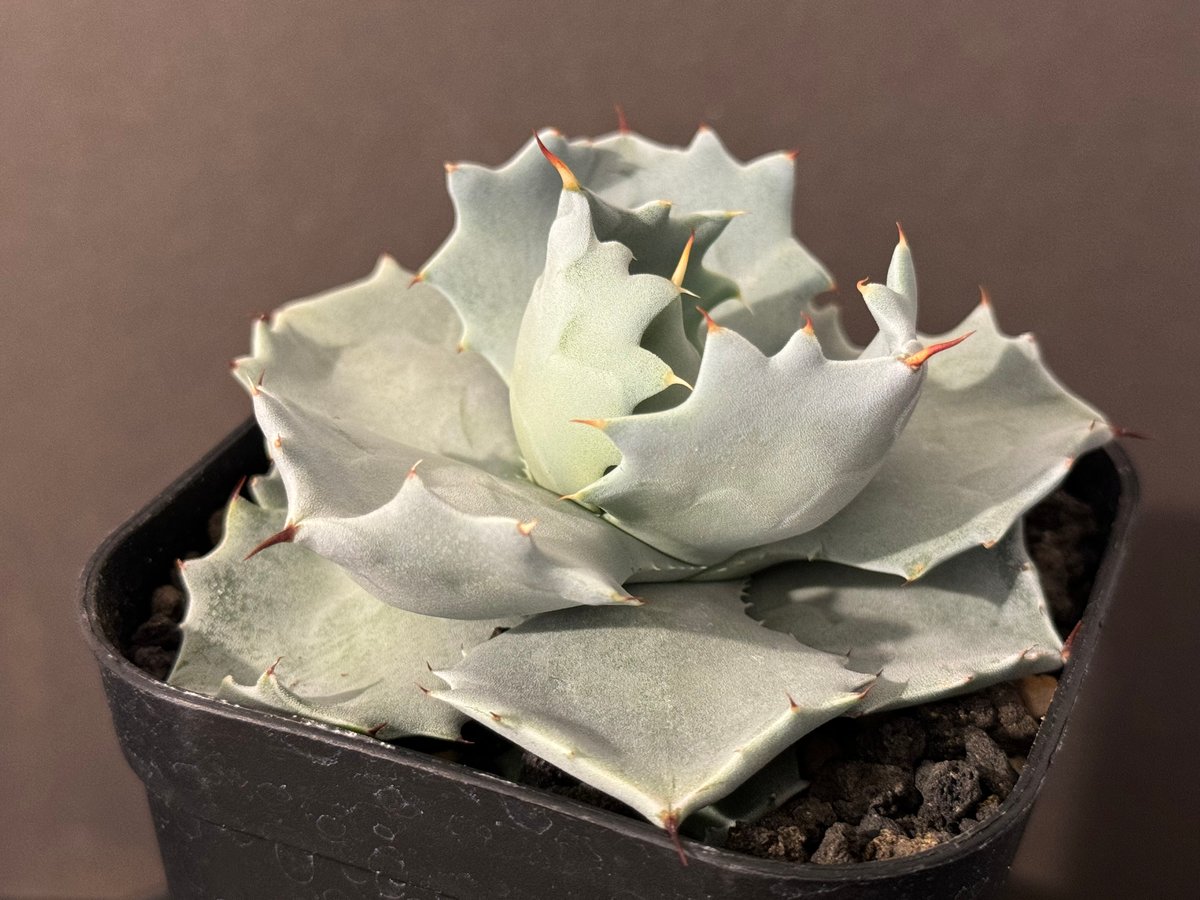 引越しセール！　破格！　超良ロゼット　アガベ 白銀甲蟹 fit=scale-down,w=1200