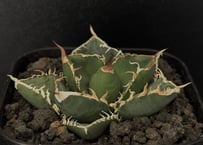 アガベ・チタノタ 中国大白鯊(芽)-002|agave titanota アガベ・チタノタ 中国大白鯊(芽)-002|agave titanota