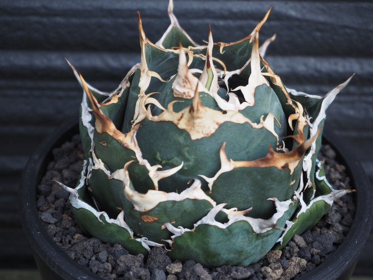 ボール型　白鯨　子株　山盛り　Agave titanota