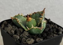 アガベ・チタノタ 疣猪/丸叶背刺（芽）-021｜agave titanota warthog