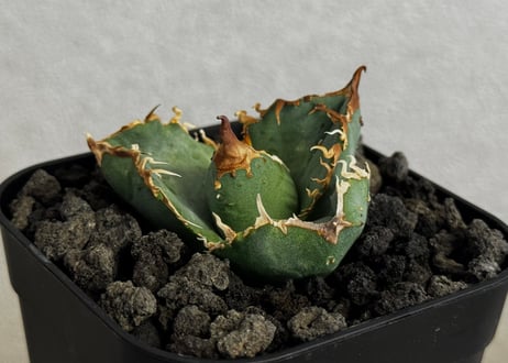 アガベ・チタノタ 疣猪/丸叶背刺（芽）-021｜agave titanota warthog