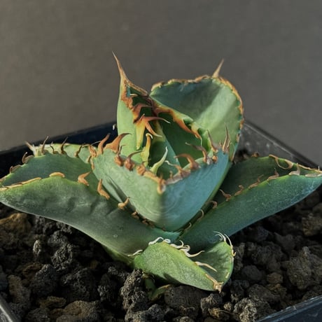 アガベチタノタソーラーエクリプス | STORES