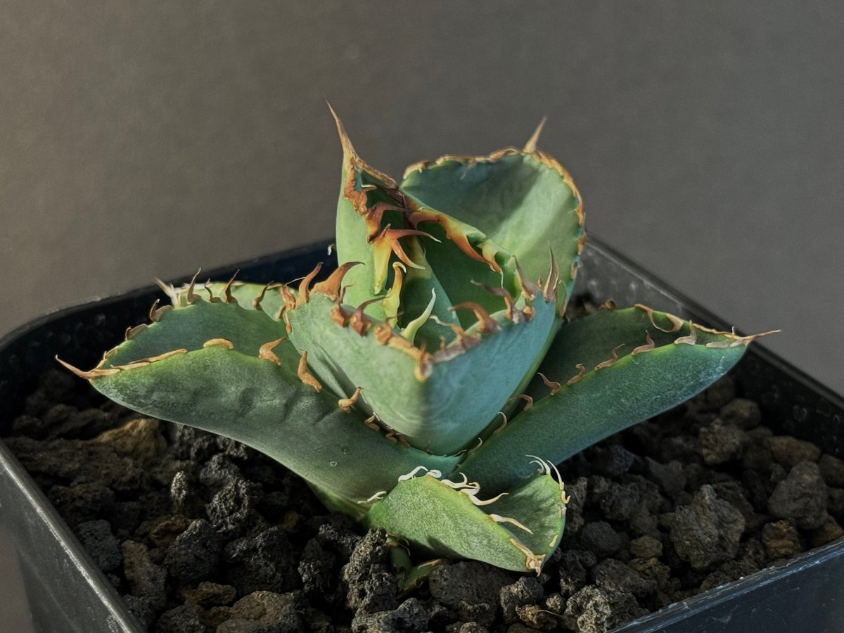 アガベ・チタノタ 螃蟹（芽）- 009｜agave titanota Crab | Plus_