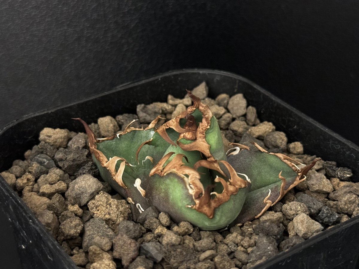 アガベ・チタノタ シーザー/CJ血統(凱撒)芽-015|agave アガベ・チタノタ シーザー/CJ血統(凱撒)芽-015|agave