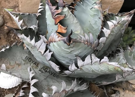 アガベ・チタノタ ビースト-002（芽）｜agave titanota beast