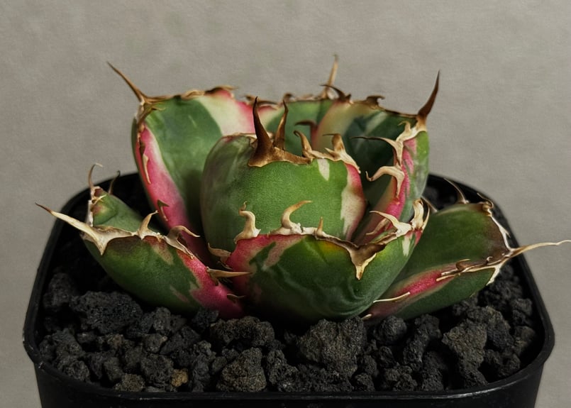 アガベ・チタノタ白鯨（覆輪）芽-011｜agave titanota white whale