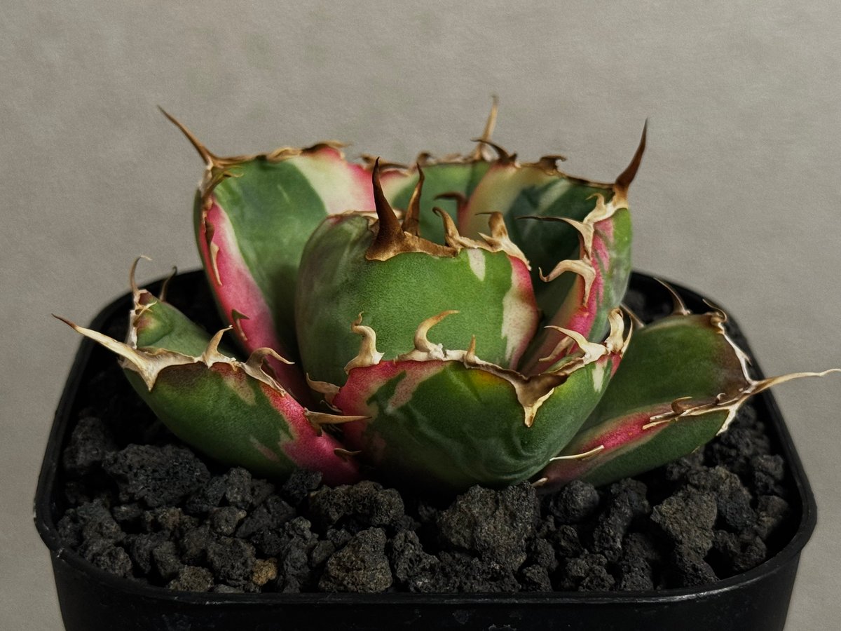 アガベ・チタノタ白鯨（覆輪）芽-011｜agave titanota white whale