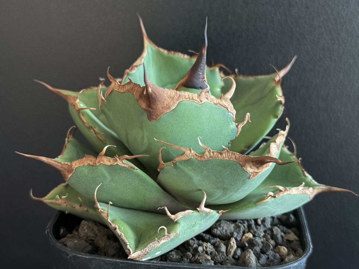 アガベ・チタノタ 黒豹（小株）-039｜agave titanota black panthe