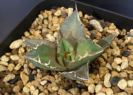 アガベ・チタノタ 羽毛(小)-002｜agave titanota feather