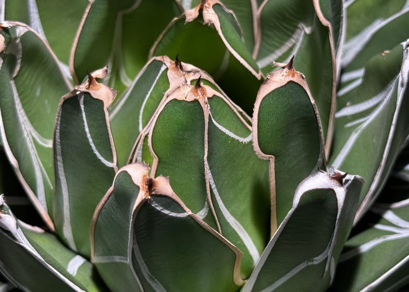 アガベ・笹の雪 Habitat Style-002｜agave victoriae-regin
