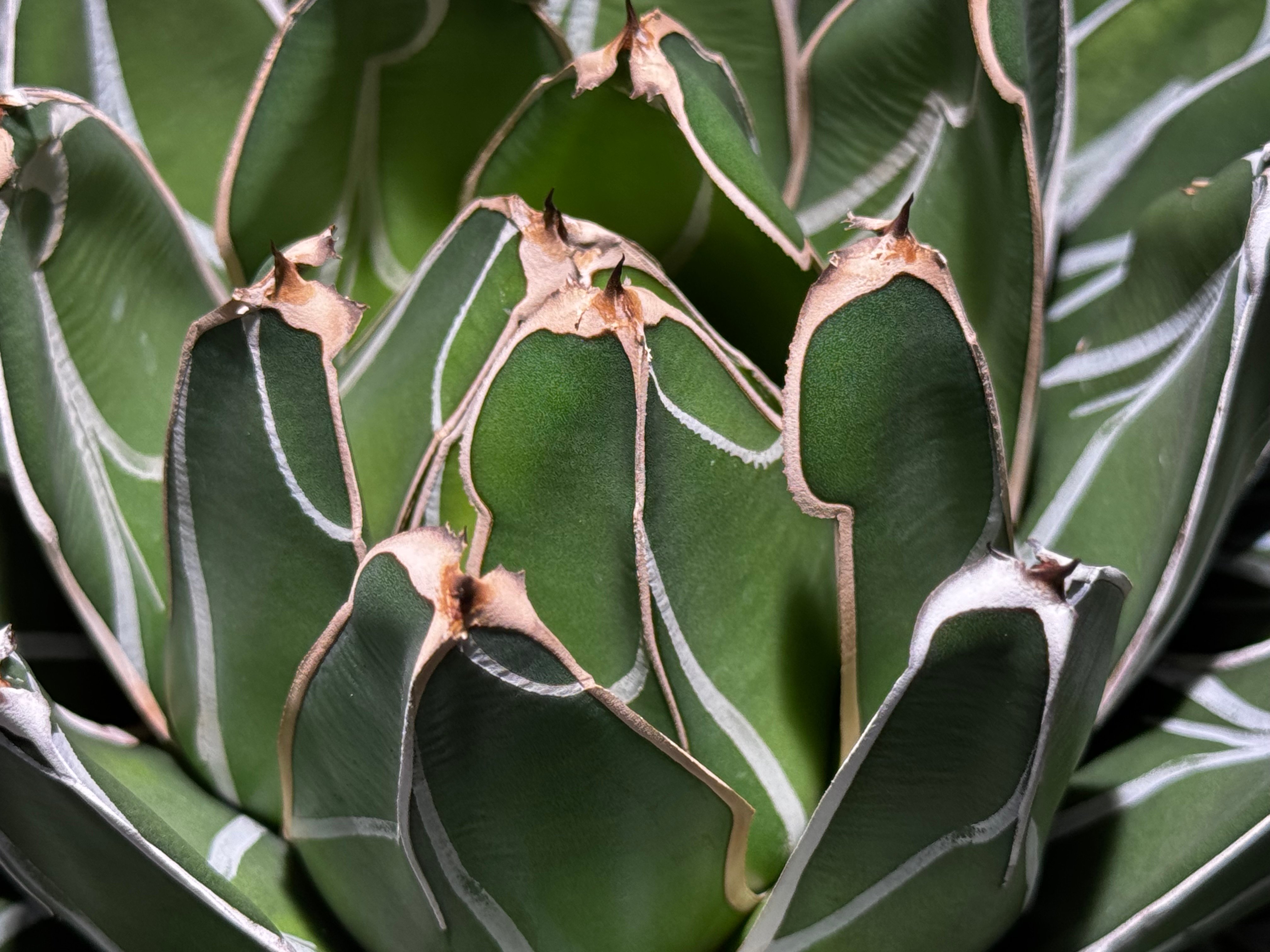 アガベ・笹の雪 盆栽仕立て-002｜agave victoriae-reginae | Plu