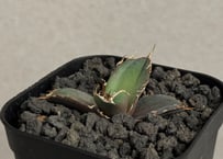 アガベ・笹の雪×イシスメンシス ハイブリッド（芽）-003｜ agave