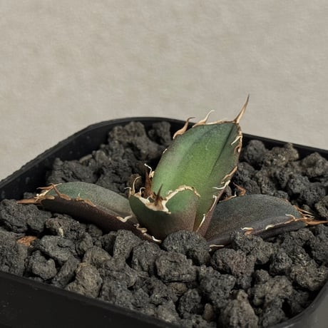 アガベシーザー | STORES