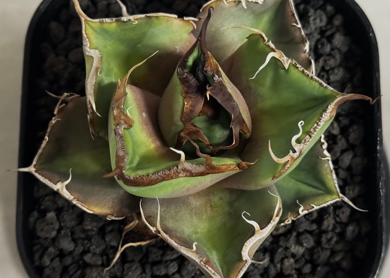 アガベ・チタノタ 黒豹（芽）-057｜agave titanota black panther