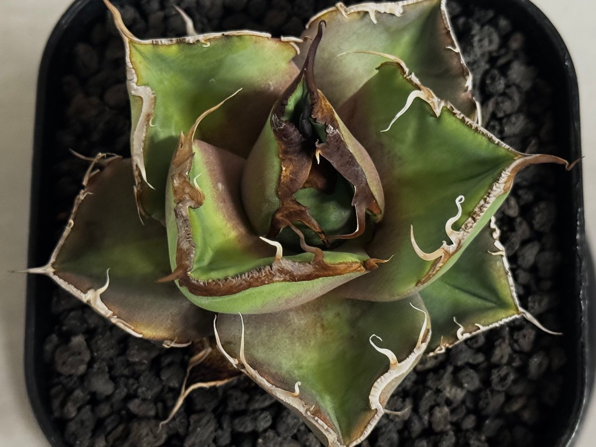 アガベ・チタノタ 黒豹（芽）-057｜agave titanota black panther