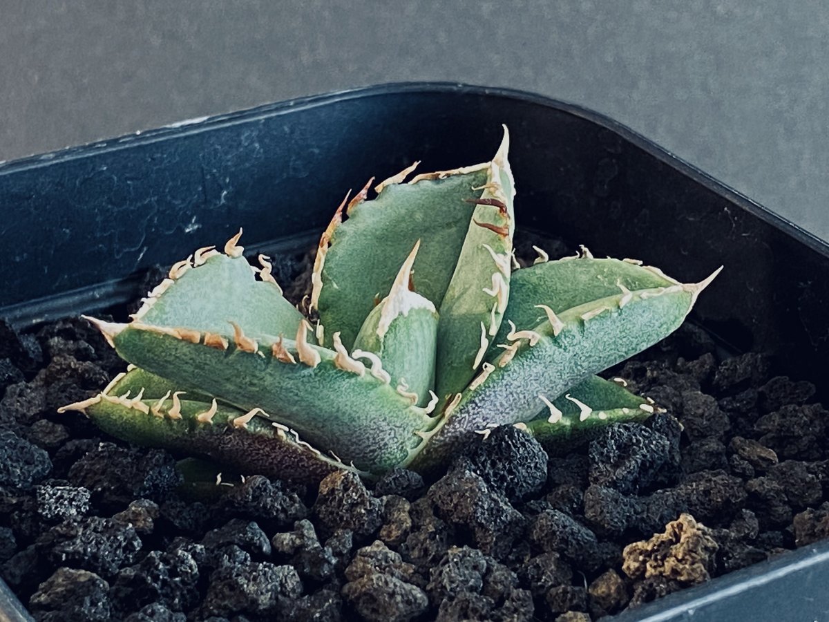 アガベ チタノタ 清櫻 (Agave Titanota Seo)