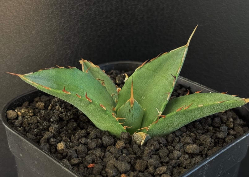 アガベ・チタノタ インフェルノ(芽)-001｜agave titanota inferno |