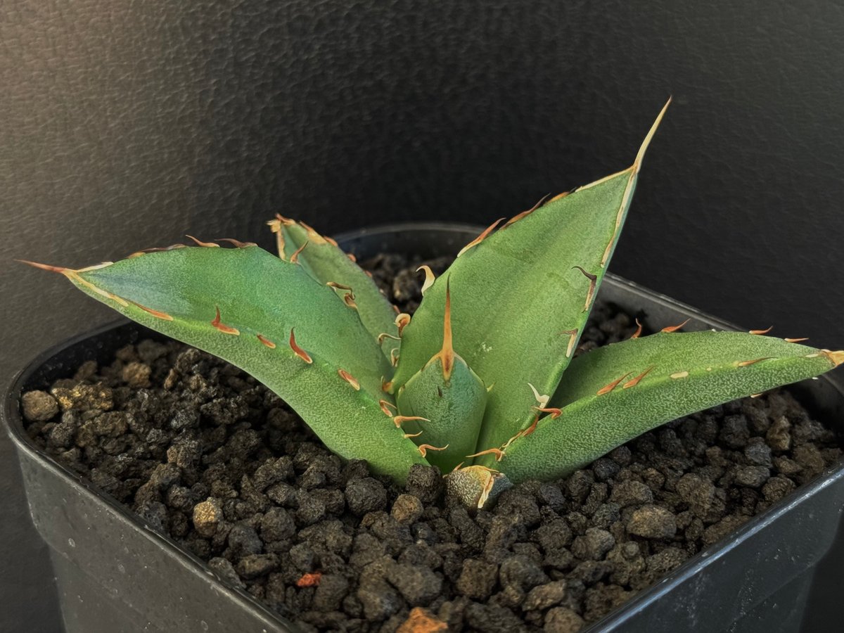 アガベ・チタノタ インフェルノ(芽)-001｜agave titanota inferno |