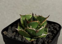 アガベ・チタノタ ビースト-001（芽）｜agave titanota beast | Plu