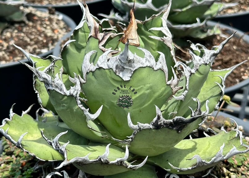 アガベ・チタノタ シーザー(凱撒)中/大-018|agave titanota caesar ... AGAVE TITANOTA CAESAR アガベ シーザー 凱撒 大株