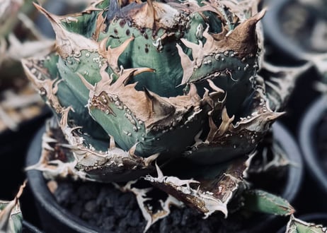 アガベ・チタノタ　麻花（芽）-028｜agave Twist Dragon/Ma Hua